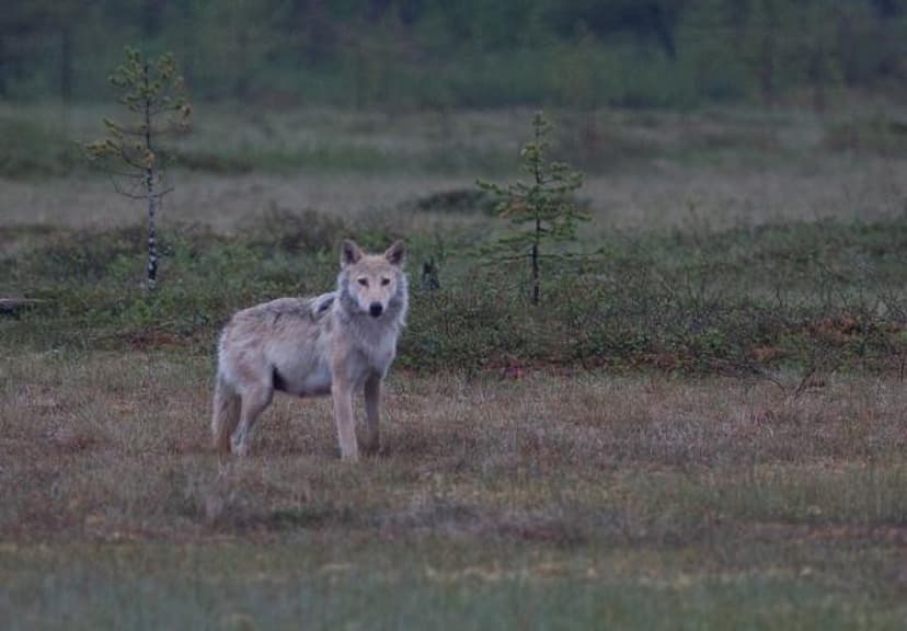 Yö petojen mailla (2:lle) | Kuhmo