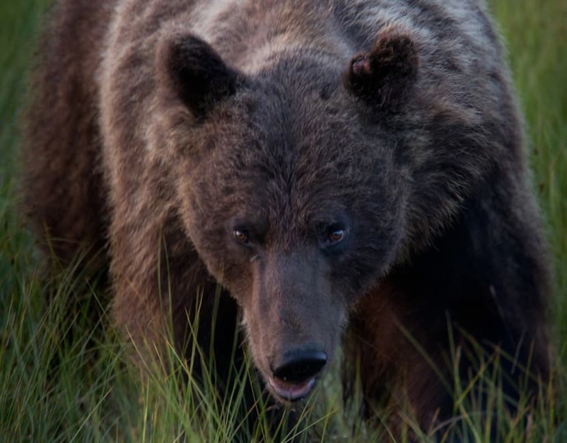 Karhujen yökatselu | Kuusamo