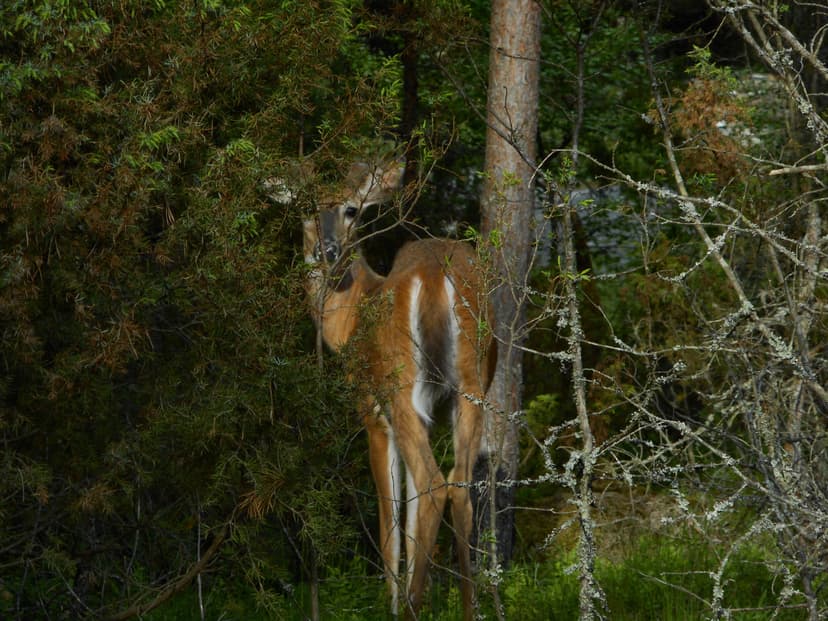 Opastettu luontoretki + minibussi omaan käyttöön 1-8:lle (puolipäiväretki) | Uusimaa