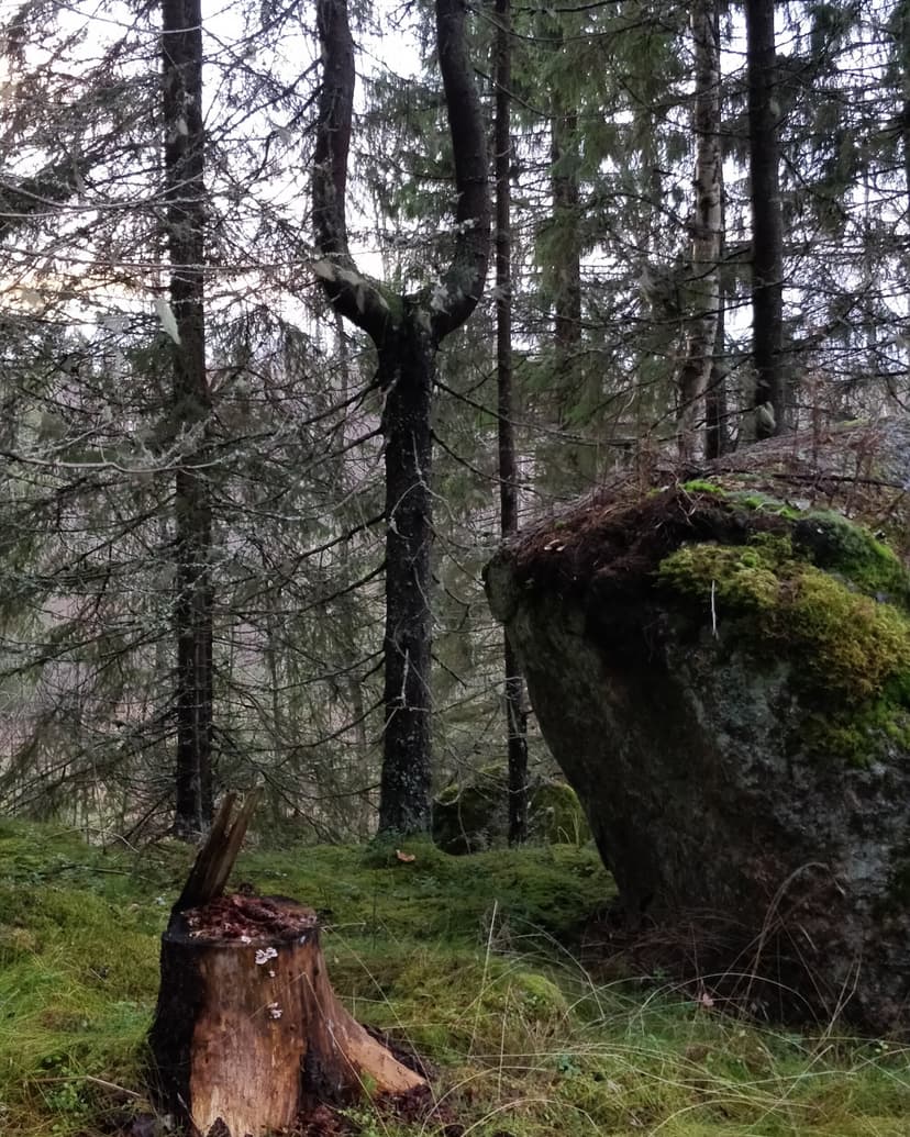 Hiiden aarre – metsäseikkailu lapsille | Orivesi