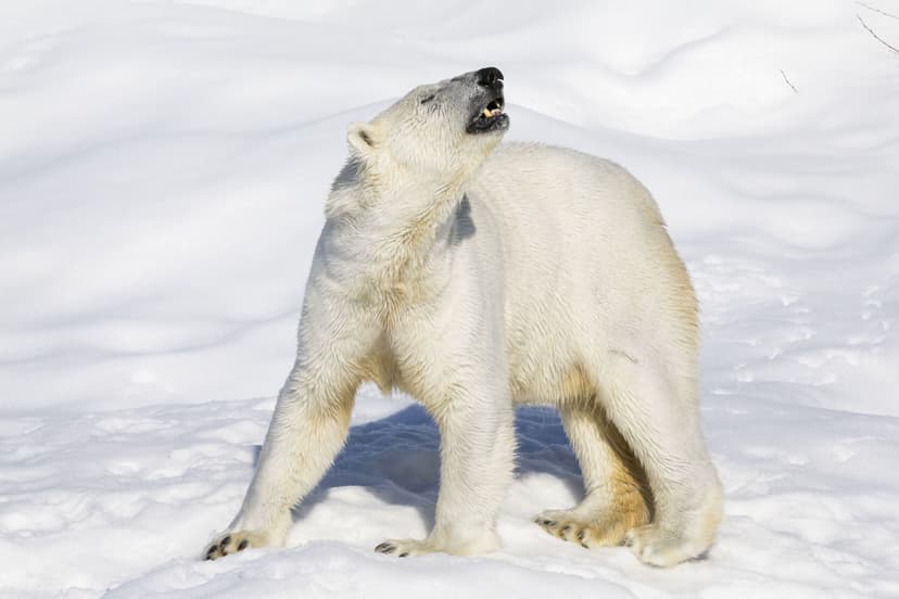 Retki Ranuan eläinpuistoon kahdelle | Rovaniemi