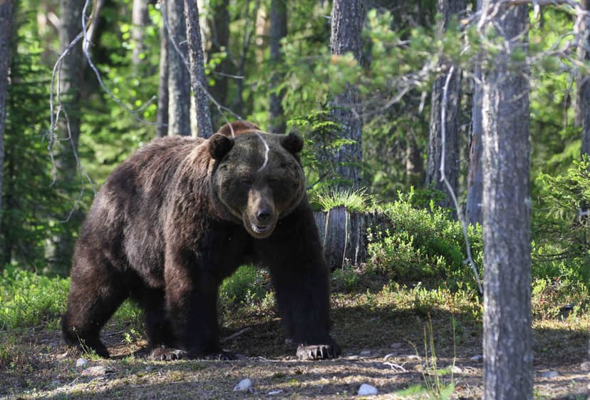 Yö villieläinten parissa kahdelle | Rovaniemi