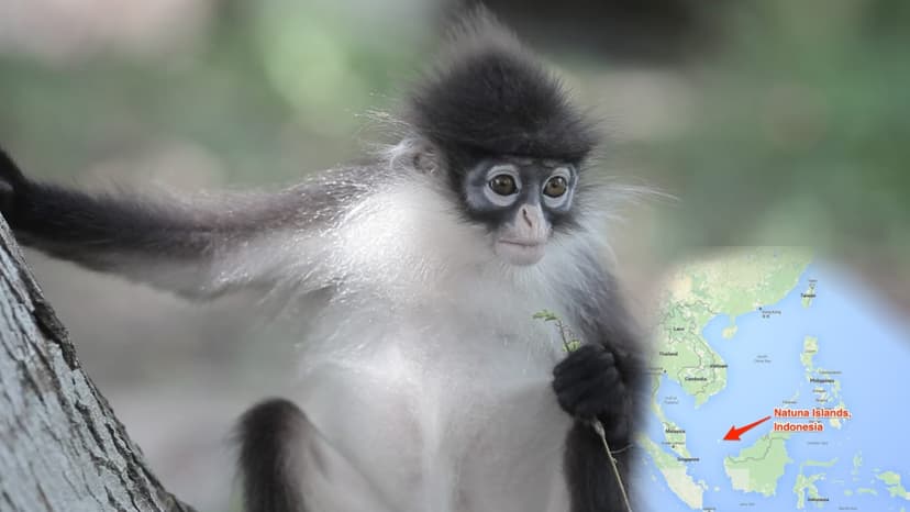 Treebuddy: 7 superpuuta ja klubijäsenyys | Online