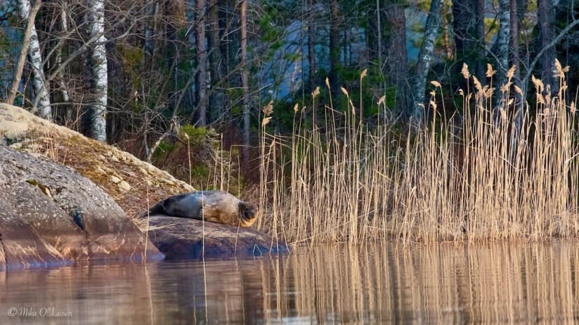 Norpparetki ekopaatilla neljälle | Puumala