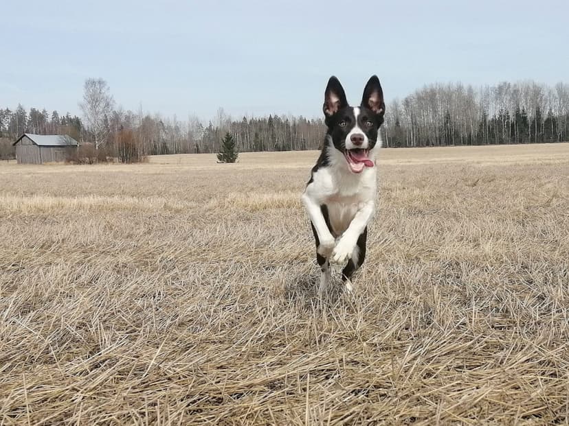 Lahjakortti koirakoulun verkkokursseihin 99€ | Online