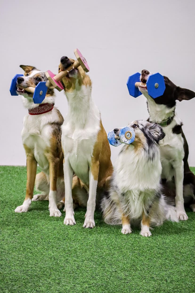 Lahjakortti koirakoulun verkkokursseihin 135€ | Online