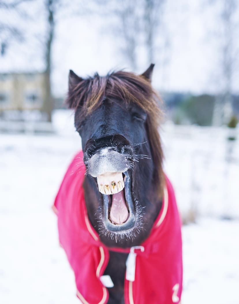 Ohjattu yksityinen ratsastusretki islanninhevosella 3h + pieni eväs | Pertunmaa