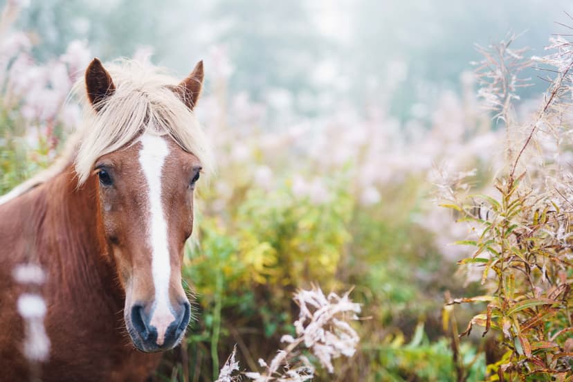 Ohjattu yksityinen ratsastusretki islanninhevosella 4h + pieni eväs | Pertunmaa