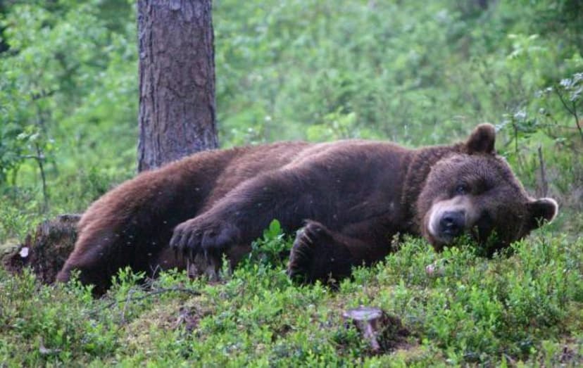 Karhuyö Martinselkosessa (2:lle) | Suomussalmi