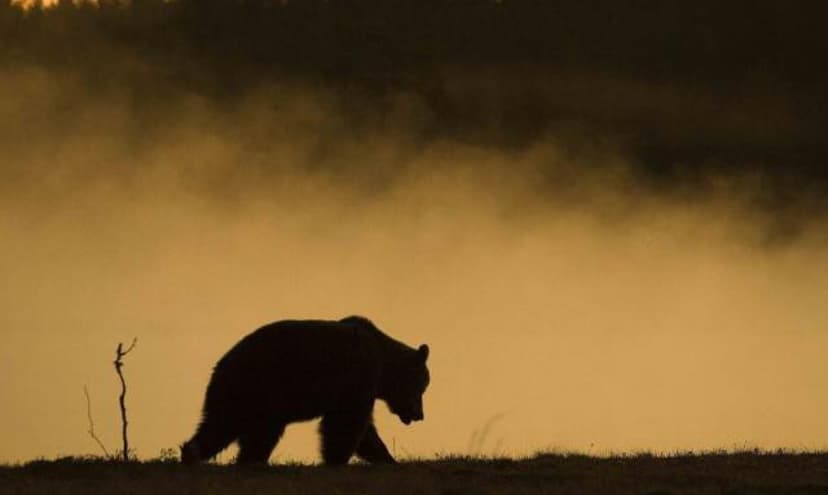 Iltaretki karhukojulle | Suomussalmi