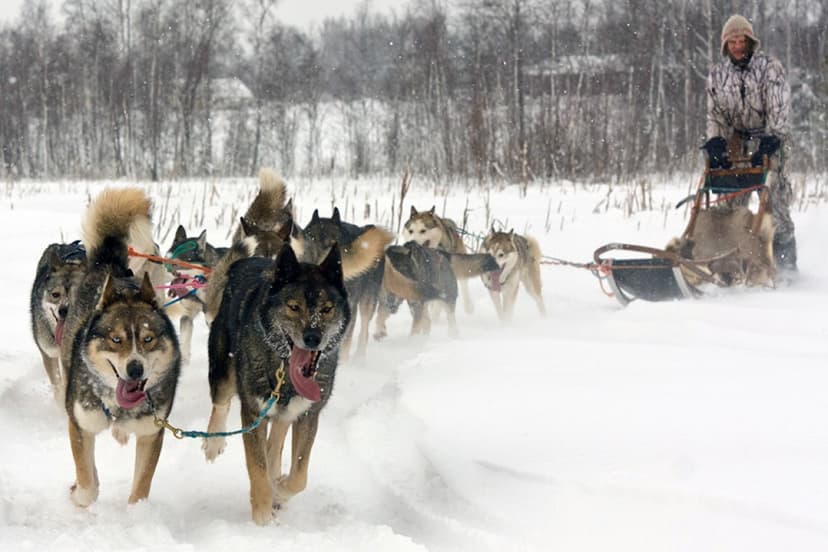 Husky-piknik yhdelle | Lempäälä