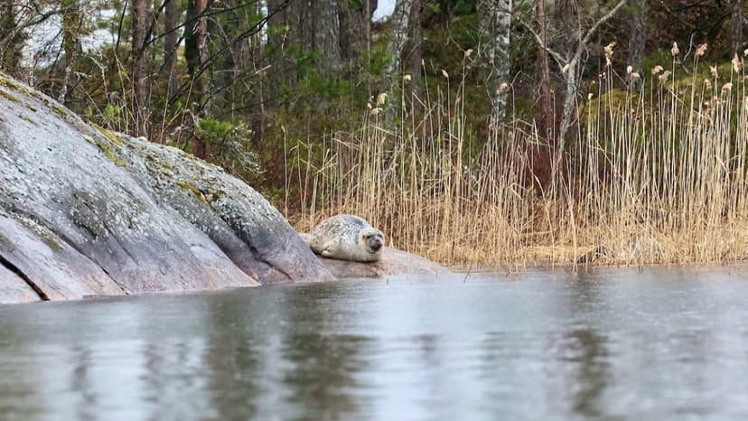 Norpparetki ekopaatilla kolmelle | Puumala