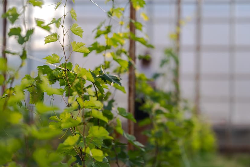 Pinot Noir -viiniköynnös vuodeksi | Nauvo