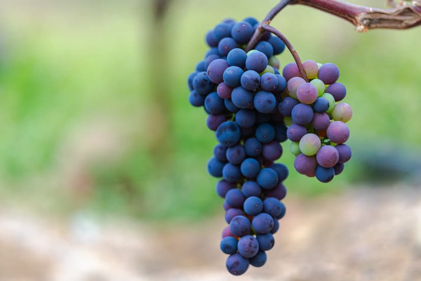 Merlot -viiniköynnös vuodeksi | Nauvo